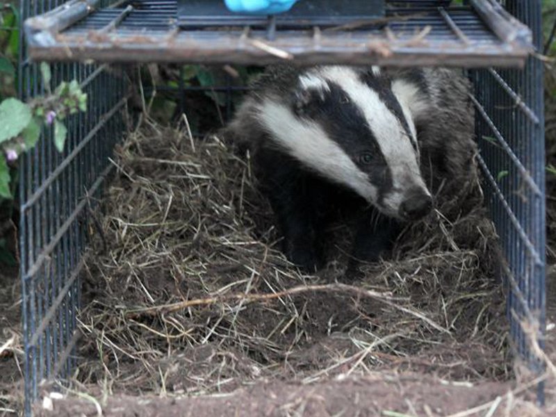 Badger Vaccination in Sussex